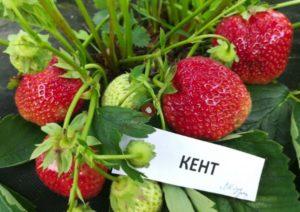 Kent braškių aprašymas ir savybės, auginimas ir dauginimas
