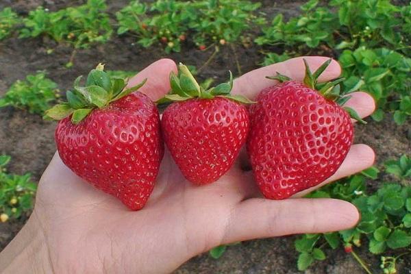 strawberry Lambada