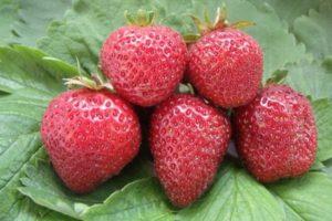 Description and characteristics of Lambada strawberries, planting and care
