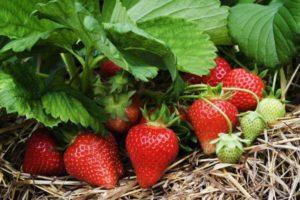 Descrierea și caracteristicile soiului de căpșuni Lord, cultivare și reproducere