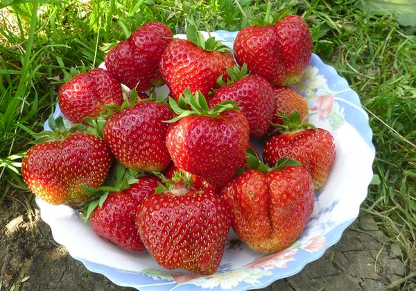 Assiette aux fraises