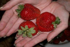 Beskrivelse og karakteristika for jordbærsorter Marmelade, dyrkning og reproduktion