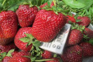 Description and characteristics of the Marshal strawberry variety, cultivation and care