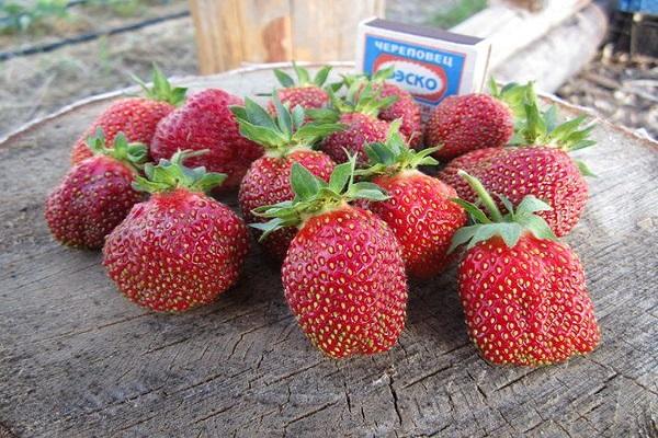 strawberry Maryshka