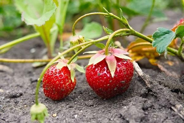 jordgubbar i marken