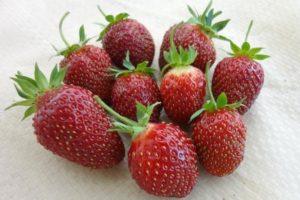 Beskrivelse og karakteristika for jordbær af Maryshka-sorten, dyrkning og reproduktion