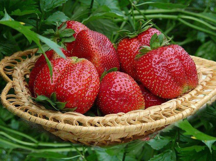 Erdbeer Mascha