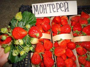 Descripción y características de las fresas de Monterey, plantación y cuidado.