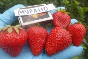 Paglalarawan at mga katangian ng Murano strawberry, paglilinang at pagpaparami