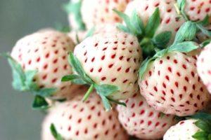 Beskrivelse og karakteristika af Pineberry jordbærsorten, dyrkning og pleje