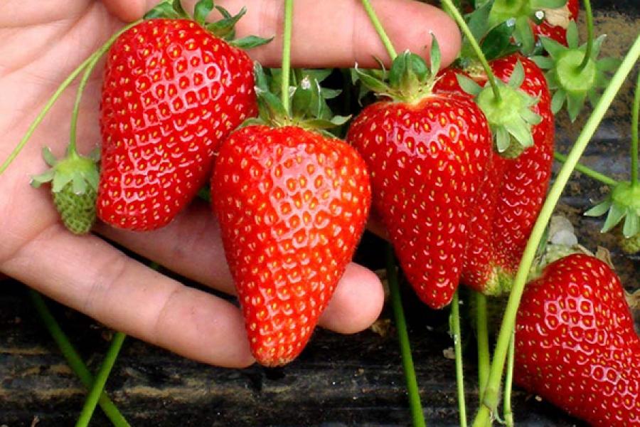 φράουλες στο χέρι