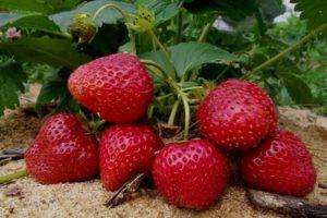 Beskrivelse af remontant jordbær af Selva-sorten, plantning og pleje
