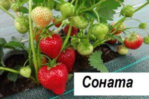 Beskrivelse og karakteristika for Sonata-jordbærsorten, plantning og pleje