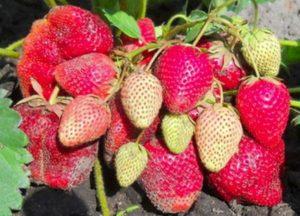 Paglalarawan at mga katangian ng iba't ibang strawberry na Vicoda, paglilinang at pagpaparami