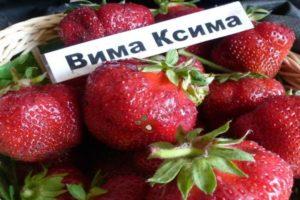 Opis i karakteristike jagoda Vima Ksima, uzgoj i razmnožavanje