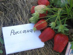 Description et caractéristiques de la variété de fraises Roxana, plantation et entretien
