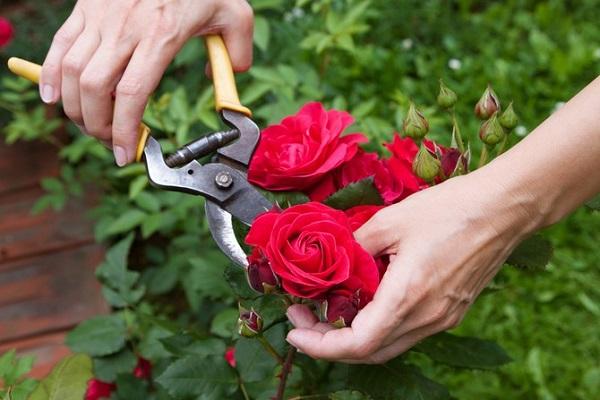 izrezati ruže