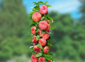 Description of varieties of columnar peaches, their planting and care, rules of agricultural technology