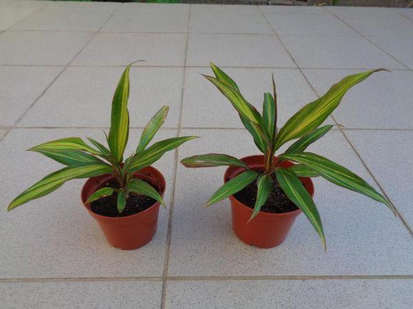 mga kiwi seedlings