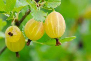 Descrizione della varietà di uva spina Yellow Russian, coltivazione e cura