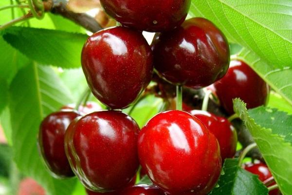 cherry large-fruited