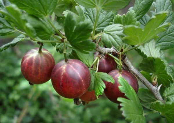 Finnish Red Rot