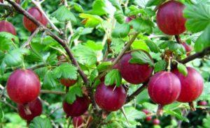 Descrizione e caratteristiche della varietà di uva spina Kolobok, semina e cura