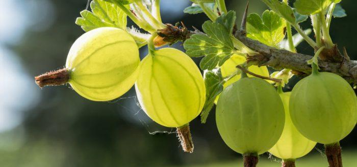 gooseberry malachite