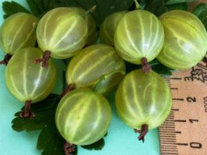Beskrivelse og karakteristika for stikkelsbærsorten Malachite, plantning og pleje