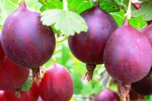 TOP 20 giống dâu tây ngon nhất cho Siberia và Urals với mô tả