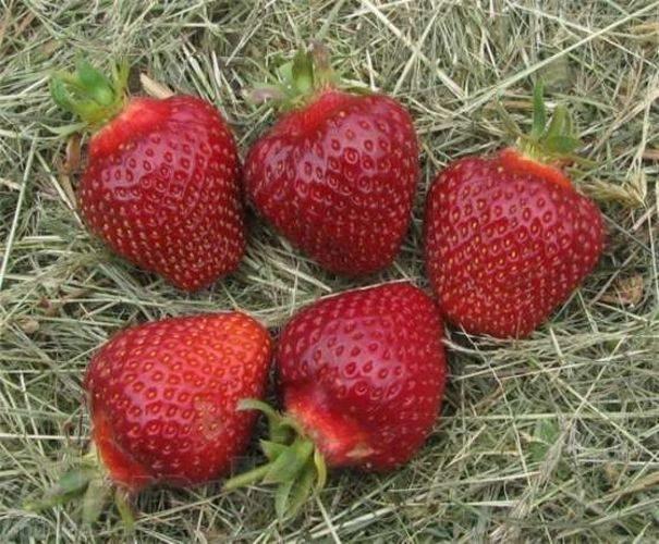 Erdbeer-Rubin-Anhänger