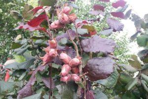 Description and characteristics of red-leaved hazel, planting and care, reproduction