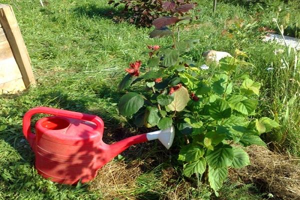 watering can on the site