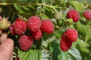 De bedste sorter af store, søde og remontant hindbær til Sibirien med en beskrivelse