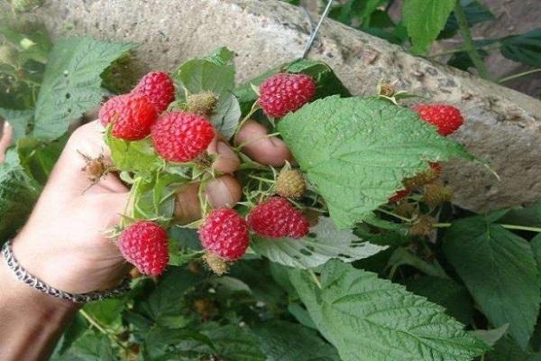 berry in hand
