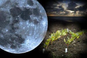 Mondkalender für den Gärtner und Gärtner für März 2020, die besten und schlechtesten Tage für die Aussaat