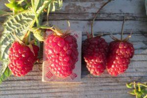 Description of raspberry varieties Red Guard, advantages and disadvantages, care