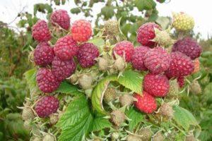 Description and characteristics of the remontant raspberry variety Penguin, planting and care