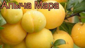 Descrizione della varietà Cherry Plum Mara, impollinatori, semina e cura, raccolta e conservazione delle colture