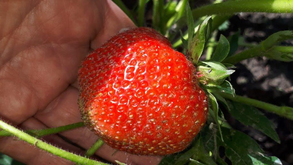 strawberry vima tarda