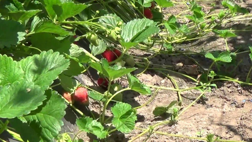 bush strawberry monterey
