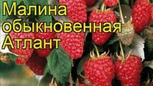 Description and characteristics of the Atlant raspberry variety, planting and reproduction