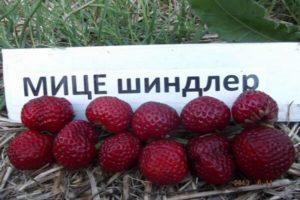Beskrivelse og karakteristika for jordbærsorten Mus Schindler, plantning og pleje