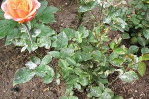 Mesures per combatre la floridura en pols de les roses, què fer i quin és el millor tractament