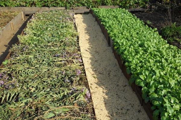 green manure in flower beds