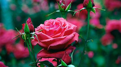 kenijska róża