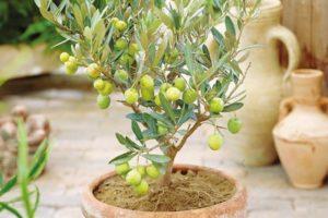 Reproducción, cultivo y cuidado del olivo a domicilio