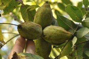 Paglalarawan at mga katangian ng Lancaster walnut, planting at pangangalaga