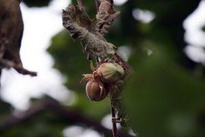 Waarom hazelnoten misschien geen vrucht dragen, oorzaken en ziekten, manieren om het probleem op te lossen
