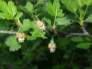 Reasons why gooseberries do not bear fruit and what to do for treatment